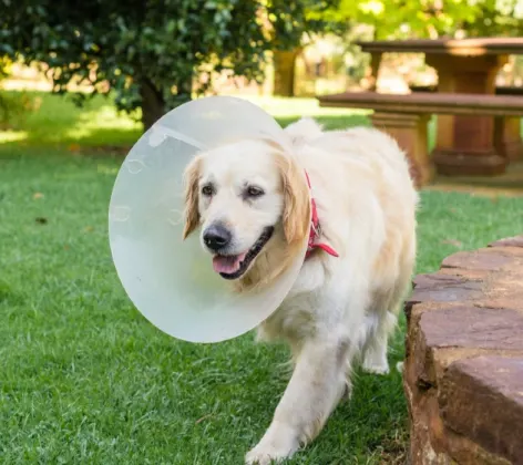 Large dog wearing a cone around its neck while walking outside